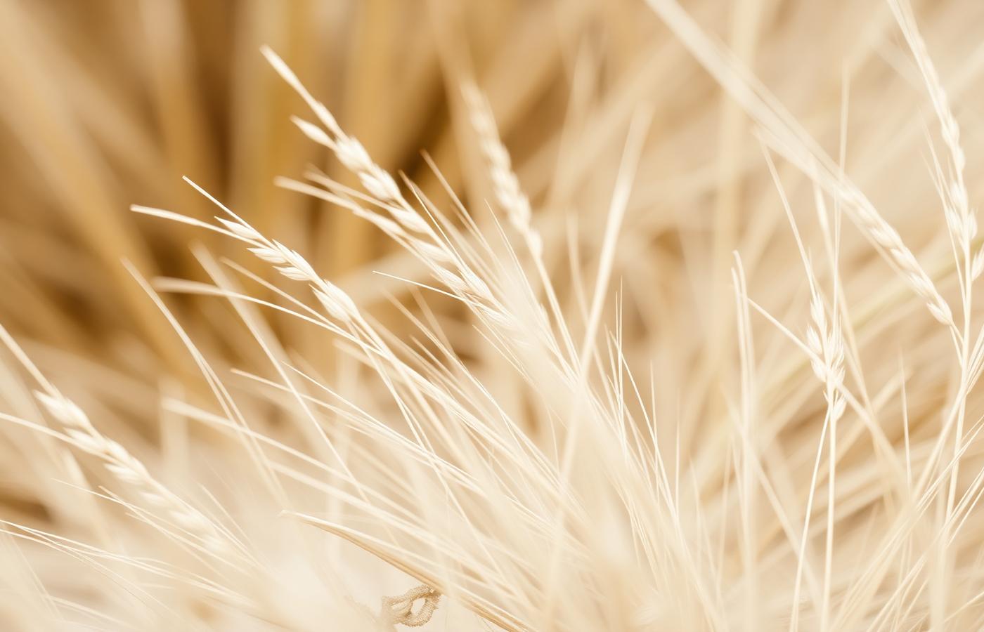 Soft dried grasses in warm neutral tones